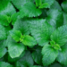 mint leaves